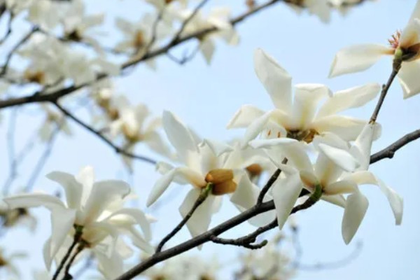 上海市花白玉兰有什么象征，代表勃勃生机等含义