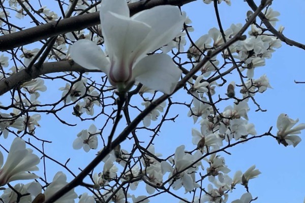 上海市花白玉兰有什么象征，代表勃勃生机等含义