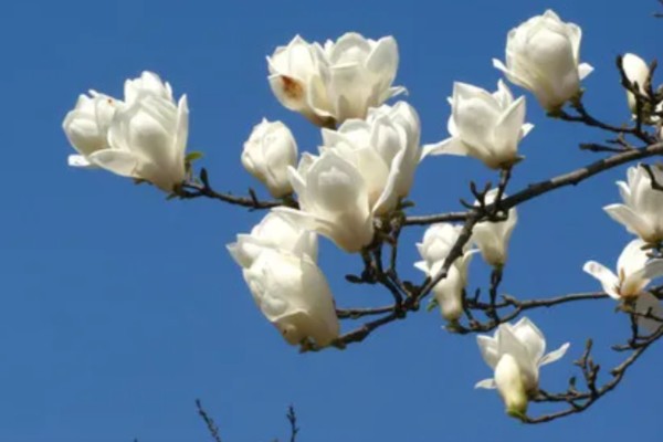 上海市花白玉兰有什么象征，代表勃勃生机等含义