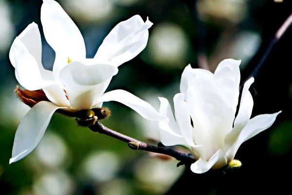 上海市花白玉兰有什么象征，代表勃勃生机等含义