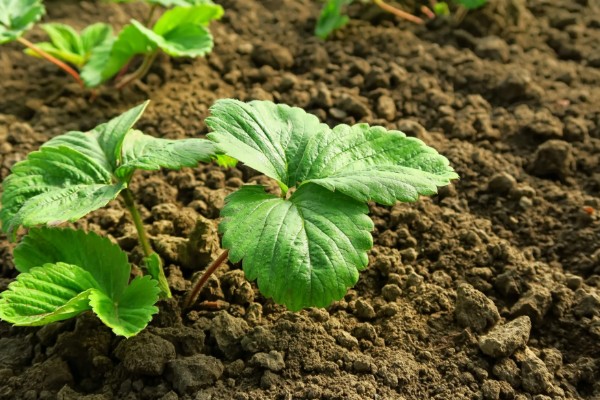 草莓苗移栽几天能晒太阳，过3至5天再让它晒太阳