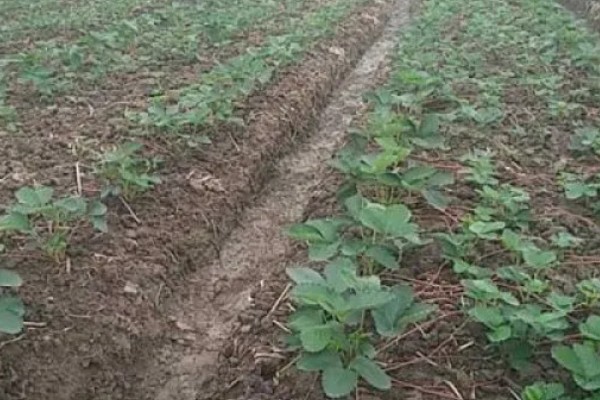 草莓苗移栽几天能晒太阳，过3至5天再让它晒太阳