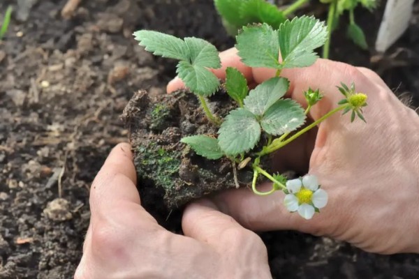 草莓苗移栽几天能晒太阳，过3至5天再让它晒太阳