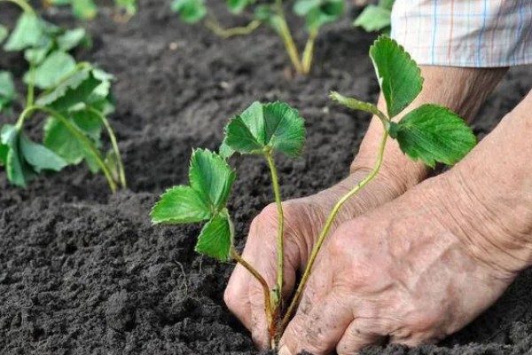 草莓苗移栽几天能晒太阳，过3至5天再让它晒太阳