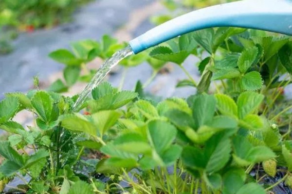 草莓苗移栽几天能晒太阳，过3至5天再让它晒太阳