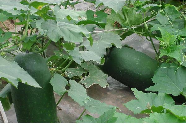 水果冬瓜与普通冬瓜有哪些区别，种植方法、外观、大小等方面都不同