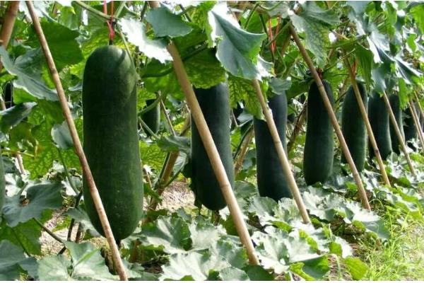 水果冬瓜与普通冬瓜有哪些区别，种植方法、外观、大小等方面都不同