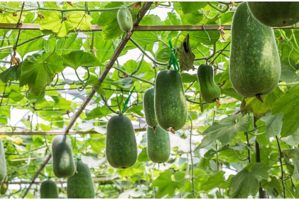 水果冬瓜与普通冬瓜有哪些区别，种植方法、外观、大小等方面都不同