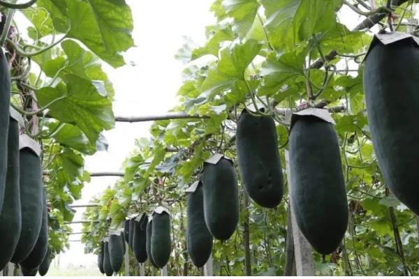 水果冬瓜与普通冬瓜有哪些区别，种植方法、外观、大小等方面都不同