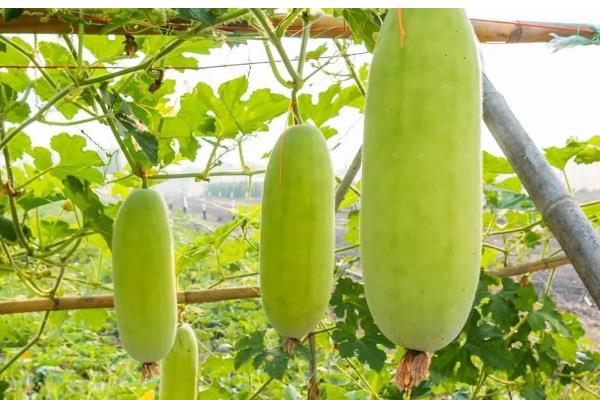 水果冬瓜与普通冬瓜有哪些区别，种植方法、外观、大小等方面都不同