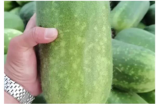 水果冬瓜与普通冬瓜有哪些区别，种植方法、外观、大小等方面都不同