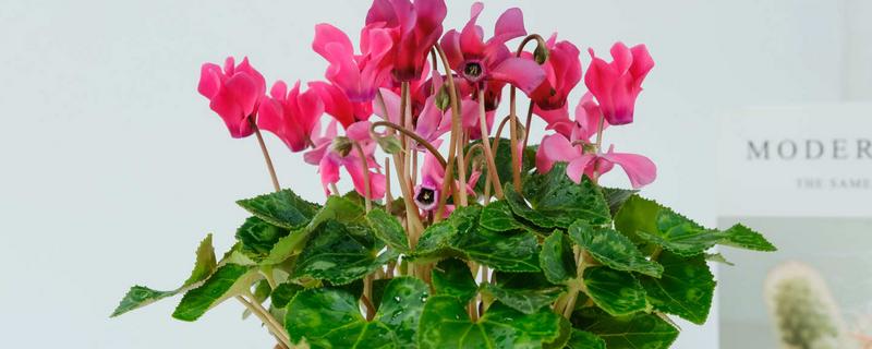 仙客来的开花次数，一年通常只会开一次