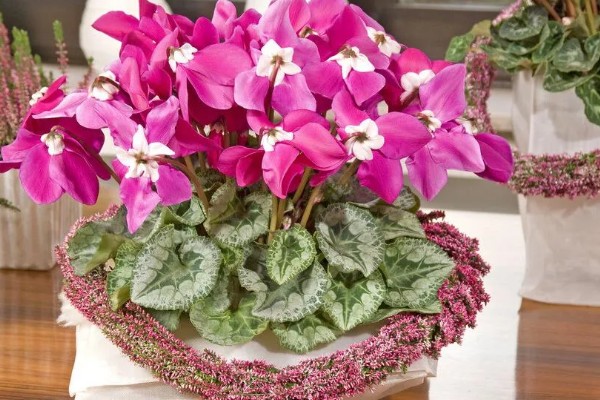 仙客来的开花次数，一年通常只会开一次