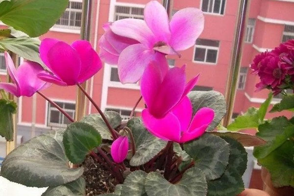 仙客来的开花次数，一年通常只会开一次