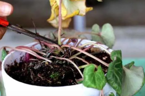 仙客来的开花次数，一年通常只会开一次