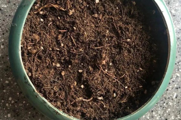 仙客来的开花次数，一年通常只会开一次