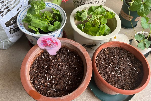 仙客来的开花次数，一年通常只会开一次
