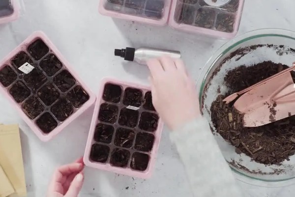 仙客来的开花次数，一年通常只会开一次