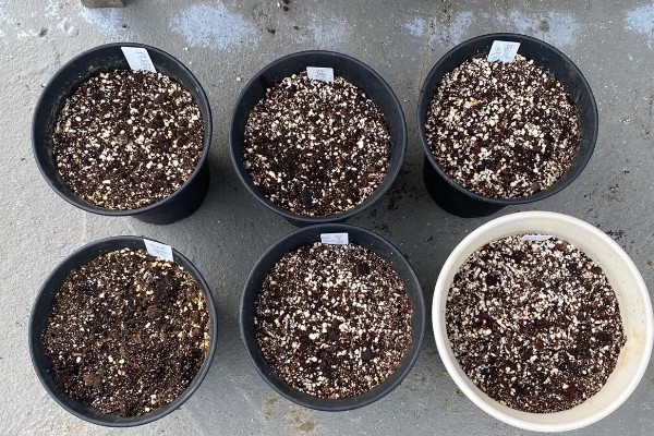 仙客来的开花次数，一年通常只会开一次