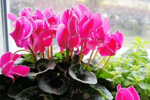 仙客来的开花次数，一年通常只会开一次