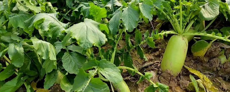 哪些土壤不适合种植萝卜，含水量过高或过低、心土紧实的土壤都不宜栽培