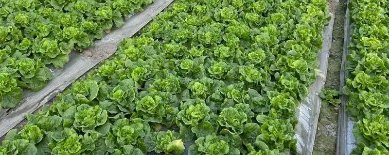 种植蔬菜一亩的利润，大约是3-4万元一年