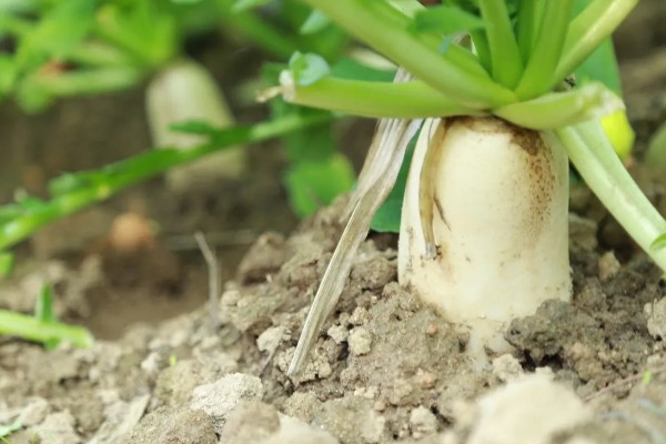 哪些土壤不适合种植萝卜，含水量过高或过低、心土紧实的土壤都不宜栽培