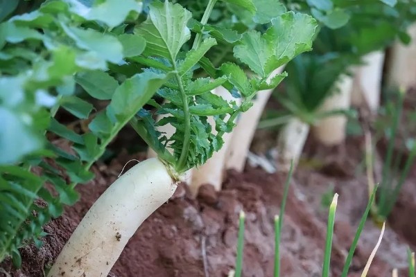 哪些土壤不适合种植萝卜，含水量过高或过低、心土紧实的土壤都不宜栽培