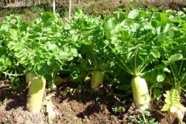 哪些土壤不适合种植萝卜，含水量过高或过低、心土紧实的土壤都不宜栽培