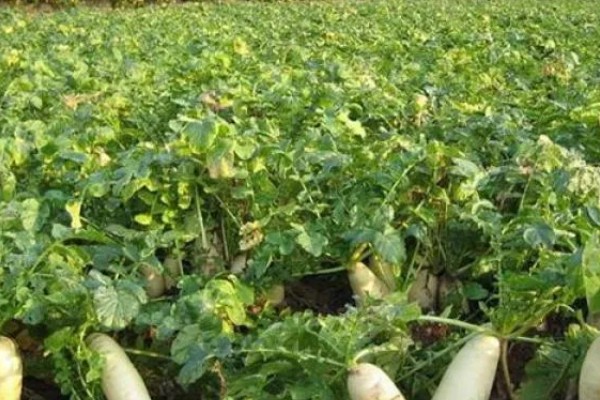 哪些土壤不适合种植萝卜，含水量过高或过低、心土紧实的土壤都不宜栽培