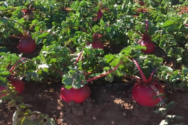 哪些土壤不适合种植萝卜，含水量过高或过低、心土紧实的土壤都不宜栽培