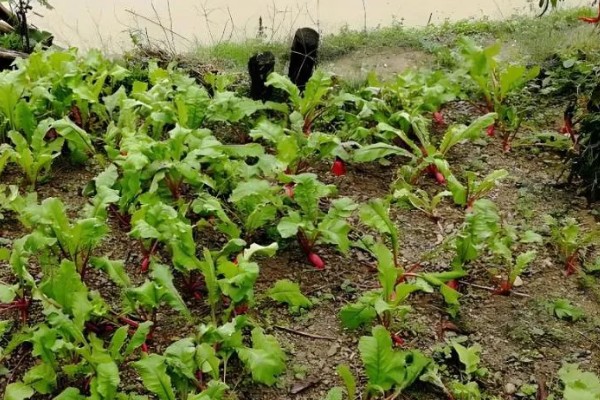 哪些土壤不适合种植萝卜，含水量过高或过低、心土紧实的土壤都不宜栽培