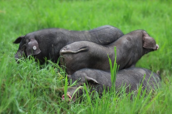 黑猪的寿命，在20年左右