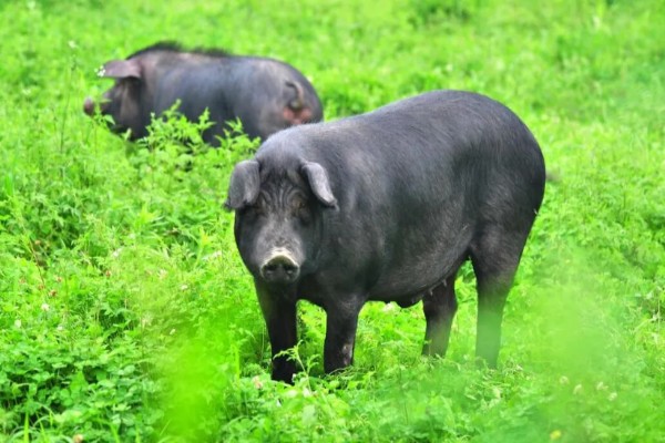 黑猪的寿命，在20年左右