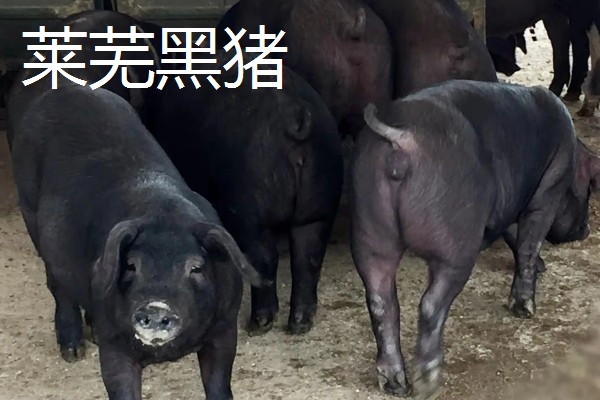 黑猪的寿命，在20年左右