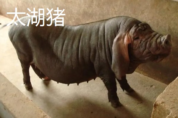 黑猪的寿命，在20年左右