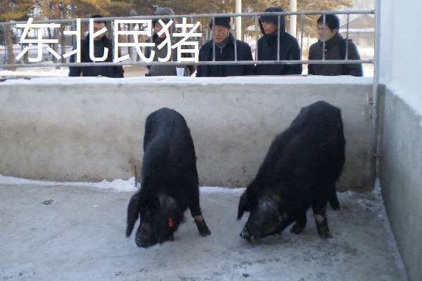 黑猪的寿命，在20年左右
