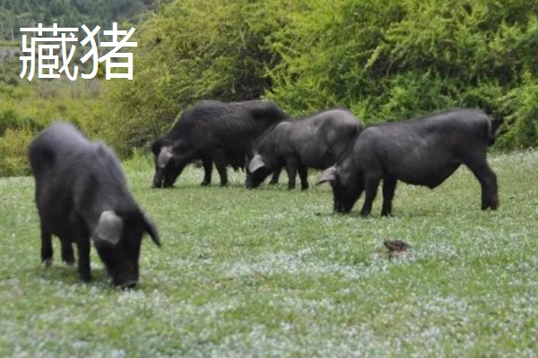 黑猪的寿命，在20年左右