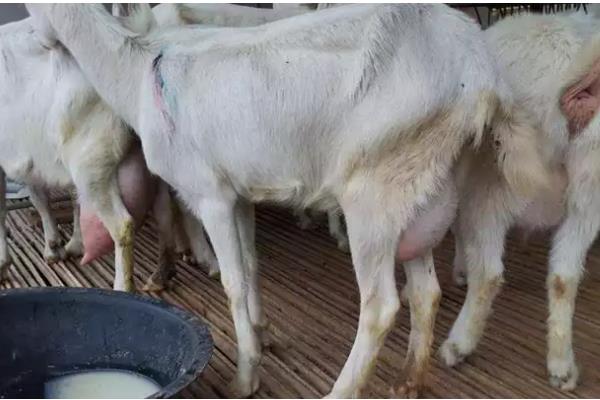 母羊产后奶水少怎么处理，可人工哺乳