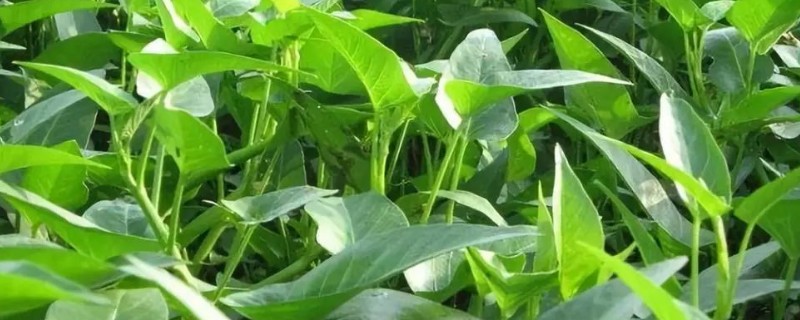 空心菜的收获时间，株高达到30厘米左右便可采摘