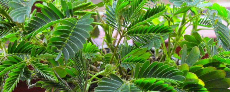 含羞草的移栽方法，取出植株栽入盆中并浇透水