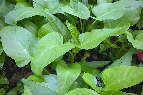 空心菜的收获时间，株高达到30厘米左右便可采摘