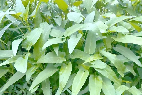 空心菜的收获时间，株高达到30厘米左右便可采摘