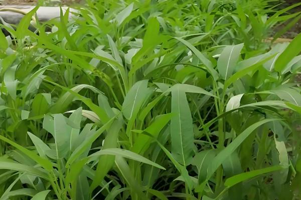 空心菜的收获时间，株高达到30厘米左右便可采摘