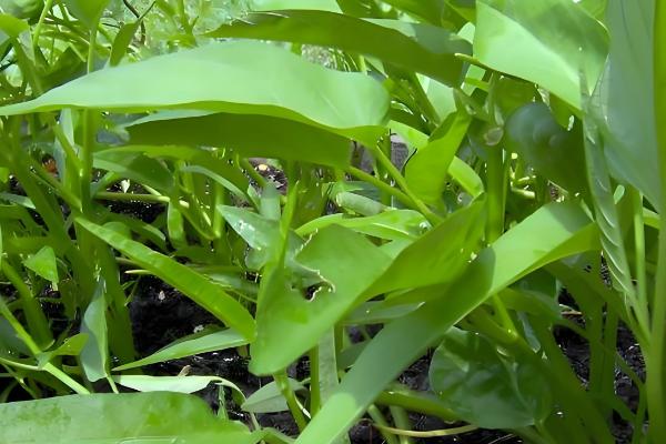 空心菜的收获时间，株高达到30厘米左右便可采摘