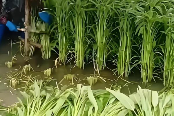 空心菜的收获时间，株高达到30厘米左右便可采摘