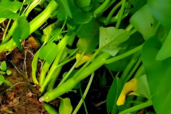 空心菜的收获时间，株高达到30厘米左右便可采摘