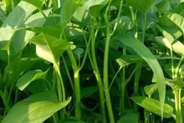 空心菜的收获时间，株高达到30厘米左右便可采摘