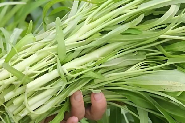 空心菜的收获时间，株高达到30厘米左右便可采摘