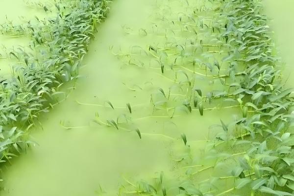 空心菜的收获时间，株高达到30厘米左右便可采摘